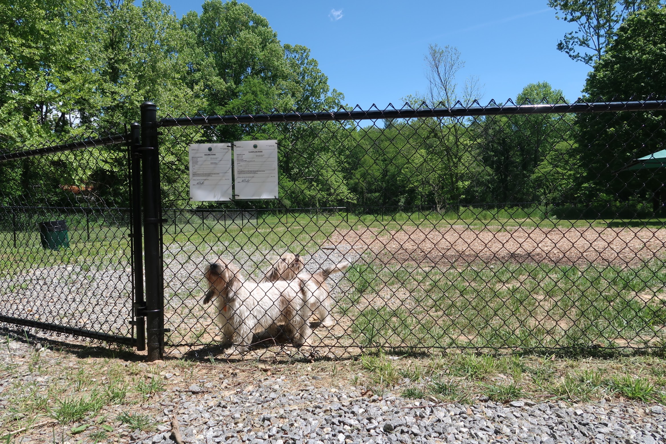 Two fluffy dogs behind a chain-link fence in a sunny park with green trees and a blue sky
