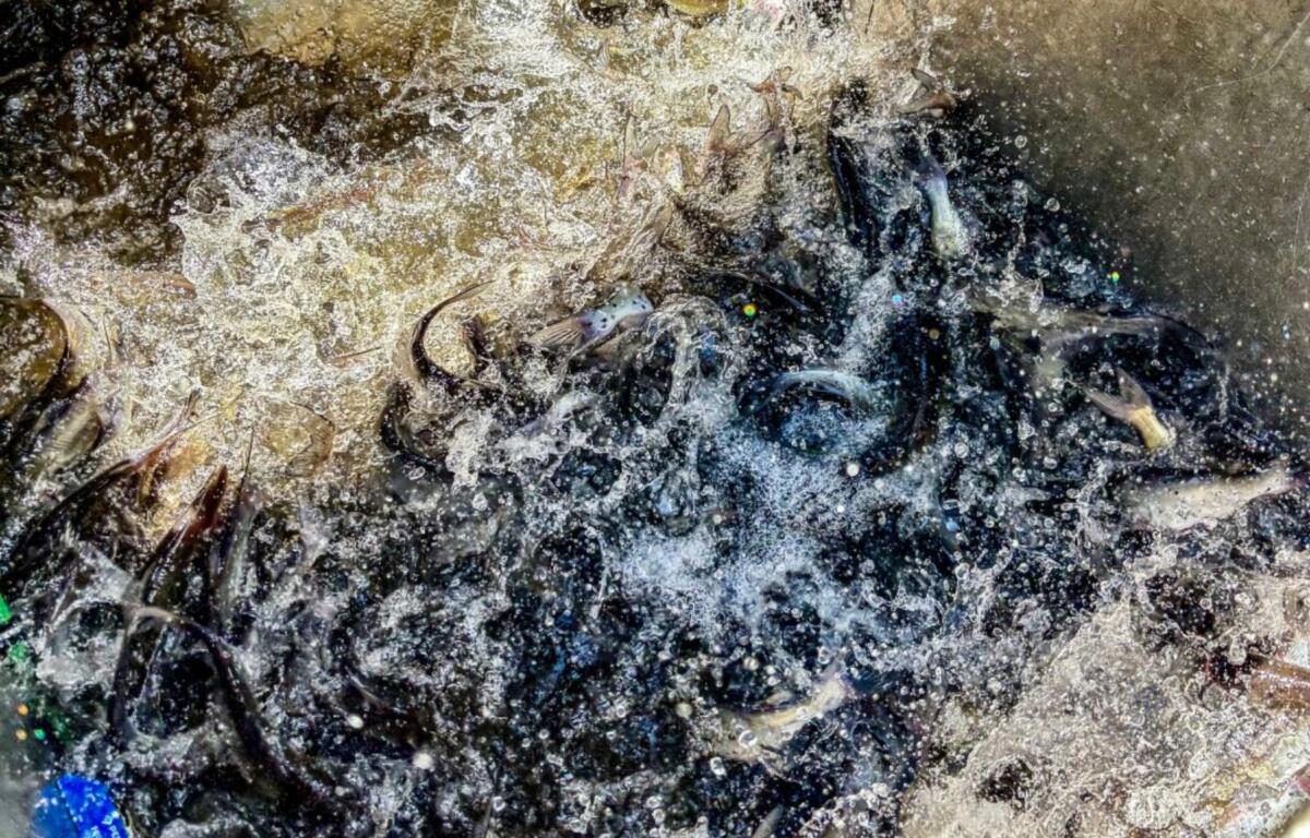 A container teems with channel catfish awaiting release into Lake Julian during a recent stocking operation