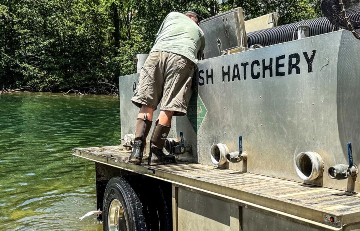Man on a fish hatchery barge leaning into equipment, wearing shorts and knee-high waders, by green water.