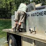 Man on a fish hatchery barge leaning into equipment, wearing shorts and knee-high waders, by green water.