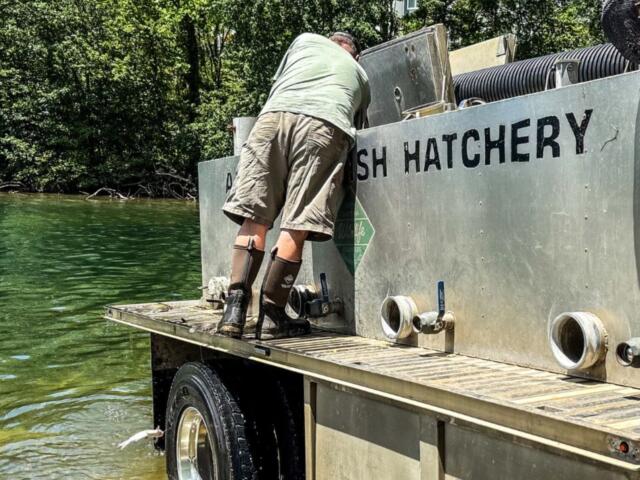 Man on a fish hatchery barge leaning into equipment, wearing shorts and knee-high waders, by green water.