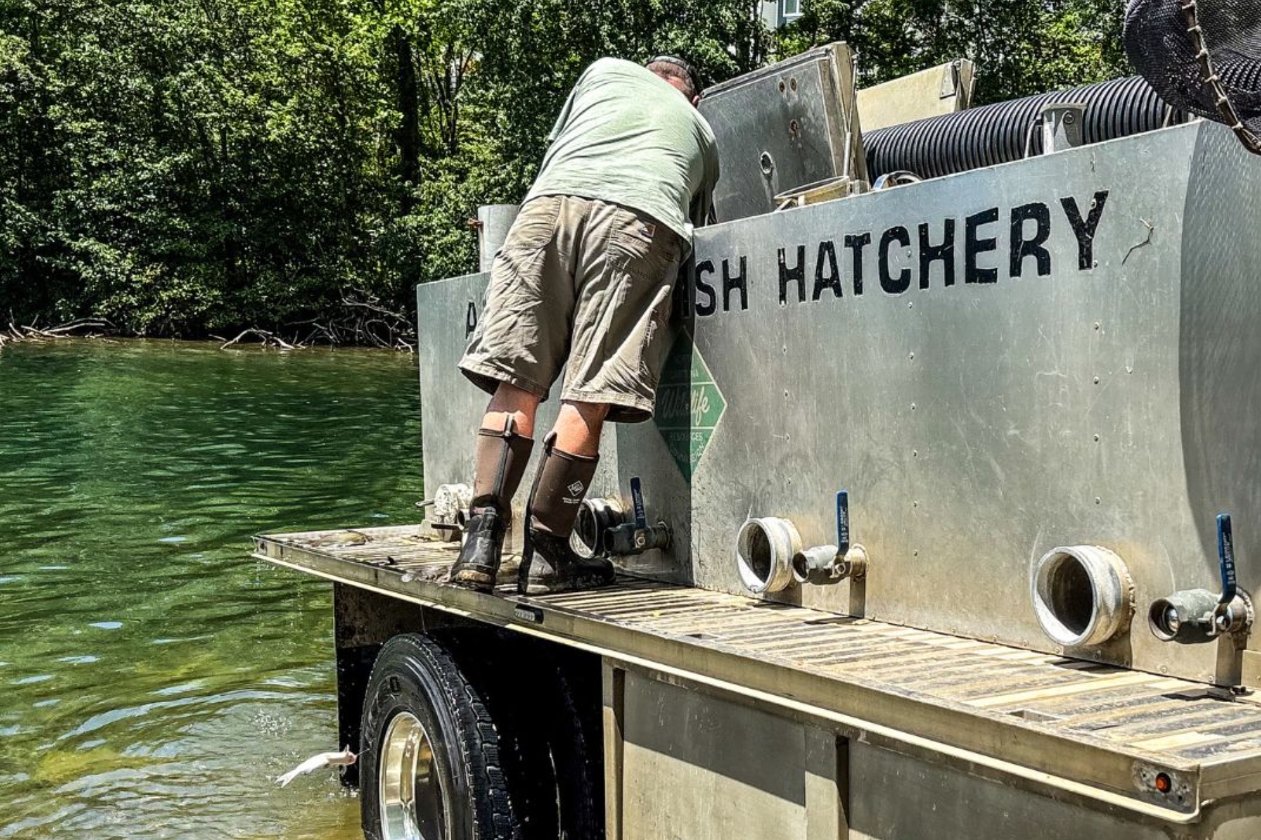 Man on a fish hatchery barge leaning into equipment, wearing shorts and knee-high waders, by green water.