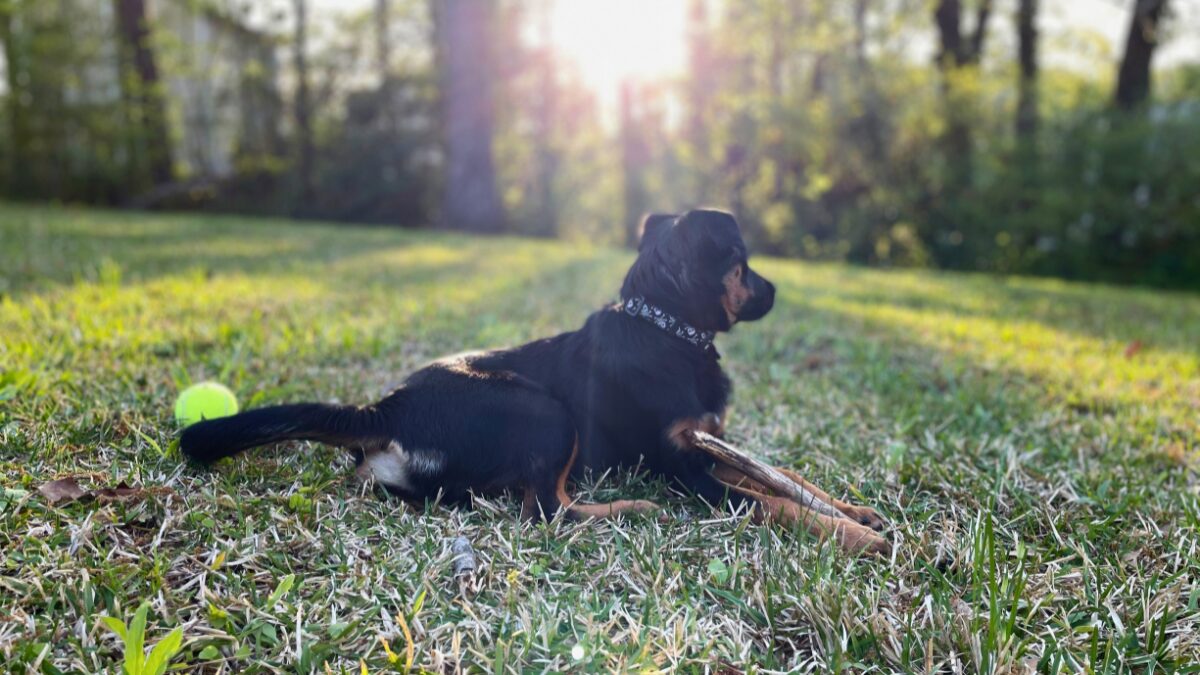 Black and tan dog lying on grass in a park, chewing a bone with a bright tennis ball nearby.