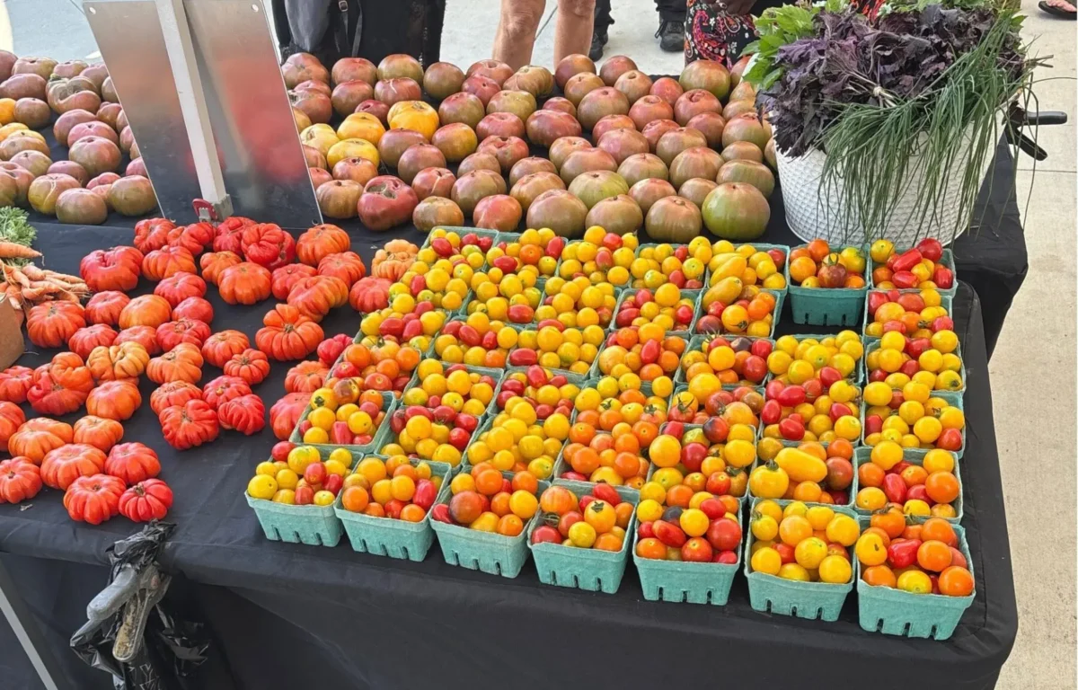 Assorted tomatoes in green trays and on the table at a market stall, with a white basket of herbs on the right and people in the background.