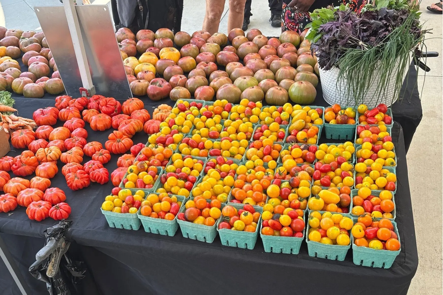 Assorted tomatoes in green trays and on the table at a market stall, with a white basket of herbs on the right and people in the background.