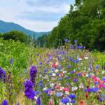 Colorful wildflower meadow along a dirt path with green trees and blue mountains in the distance.