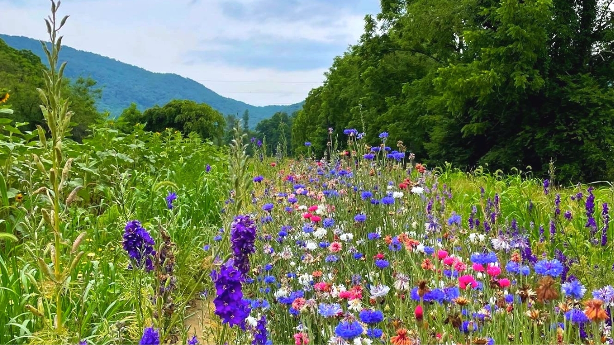 Colorful wildflower meadow along a dirt path with green trees and blue mountains in the distance.