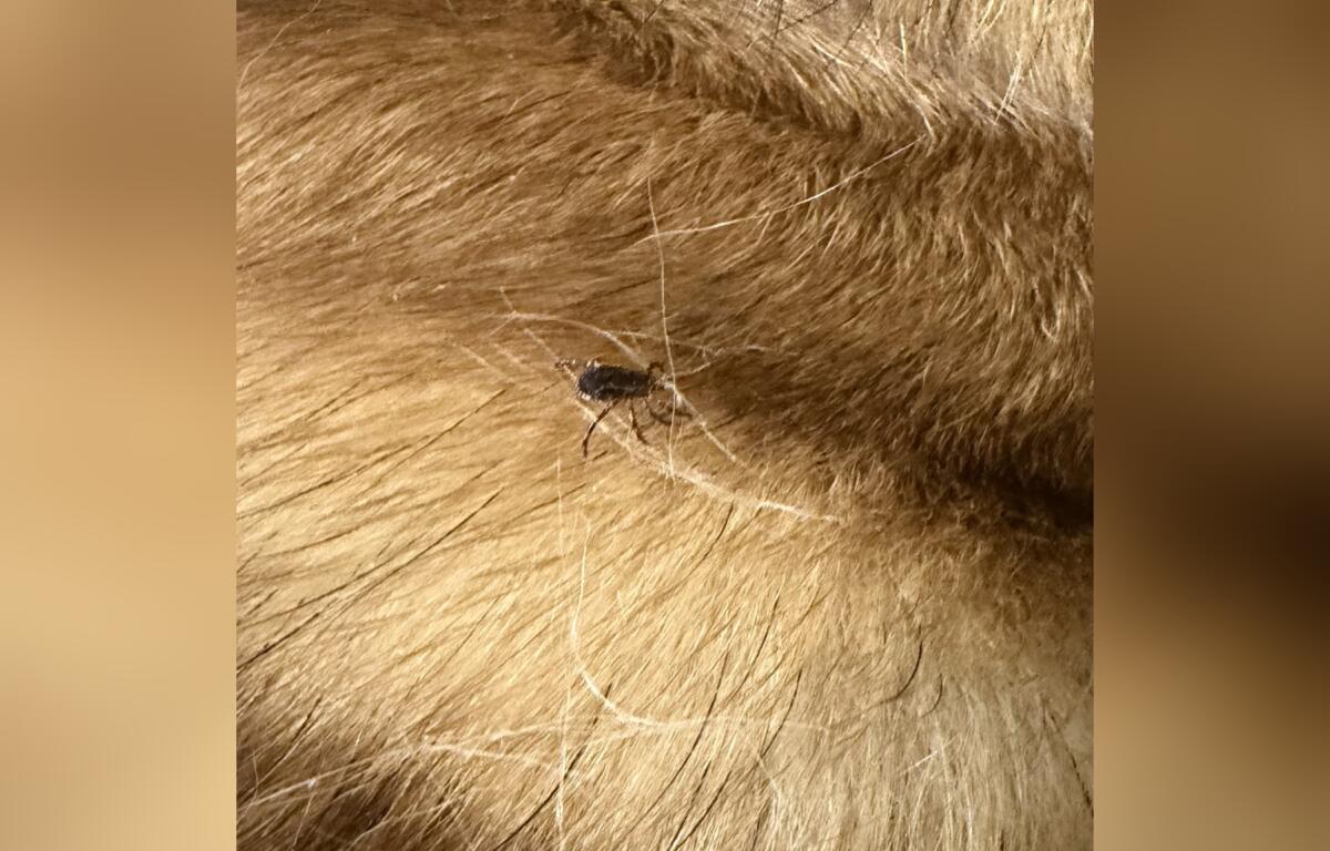 Close-up of a small dark tick attached to light brown fur.