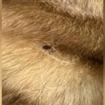 Close-up of a small dark tick attached to light brown fur.