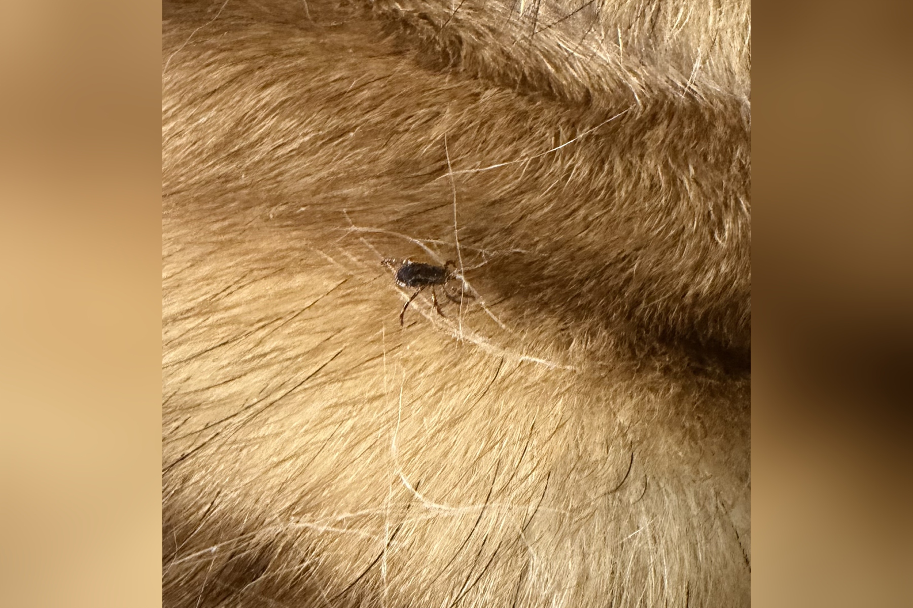 Close-up of a small dark tick attached to light brown fur.