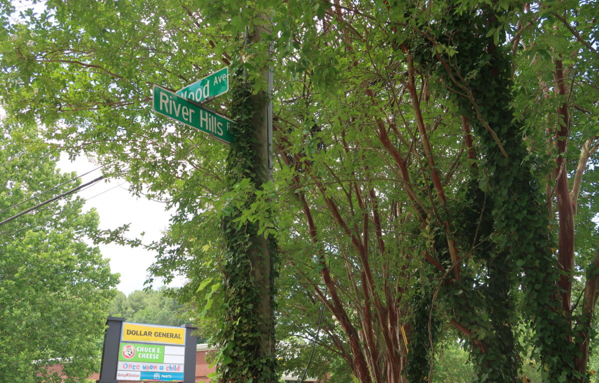 Intersection street signs reading River Hills and Ave, mounted on a post covered with ivy, surrounded by dense green trees; a Dollar General sign is visible below.