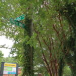 Intersection street signs reading River Hills and Ave, mounted on a post covered with ivy, surrounded by dense green trees; a Dollar General sign is visible below.