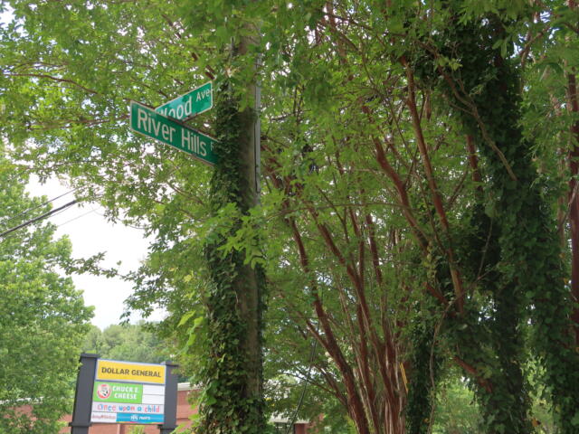 Intersection street signs reading River Hills and Ave, mounted on a post covered with ivy, surrounded by dense green trees; a Dollar General sign is visible below.