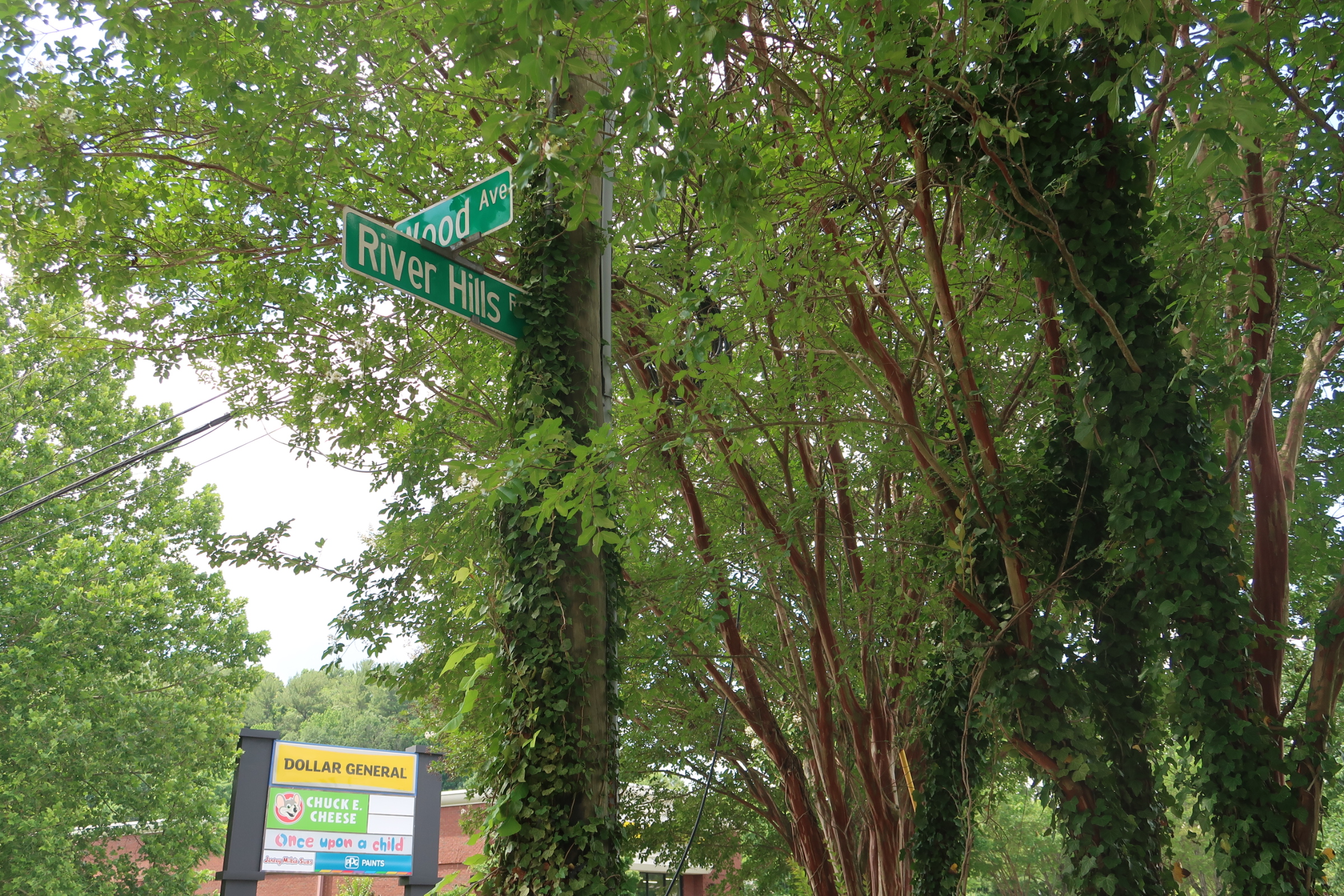 Intersection street signs reading River Hills and Ave, mounted on a post covered with ivy, surrounded by dense green trees; a Dollar General sign is visible below.