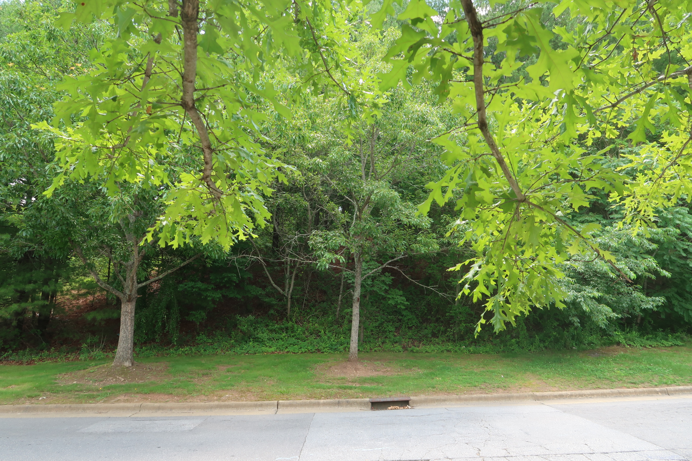 Row of young trees with bright green leaves along a sidewalk and grassy strip under a leafy canopy.