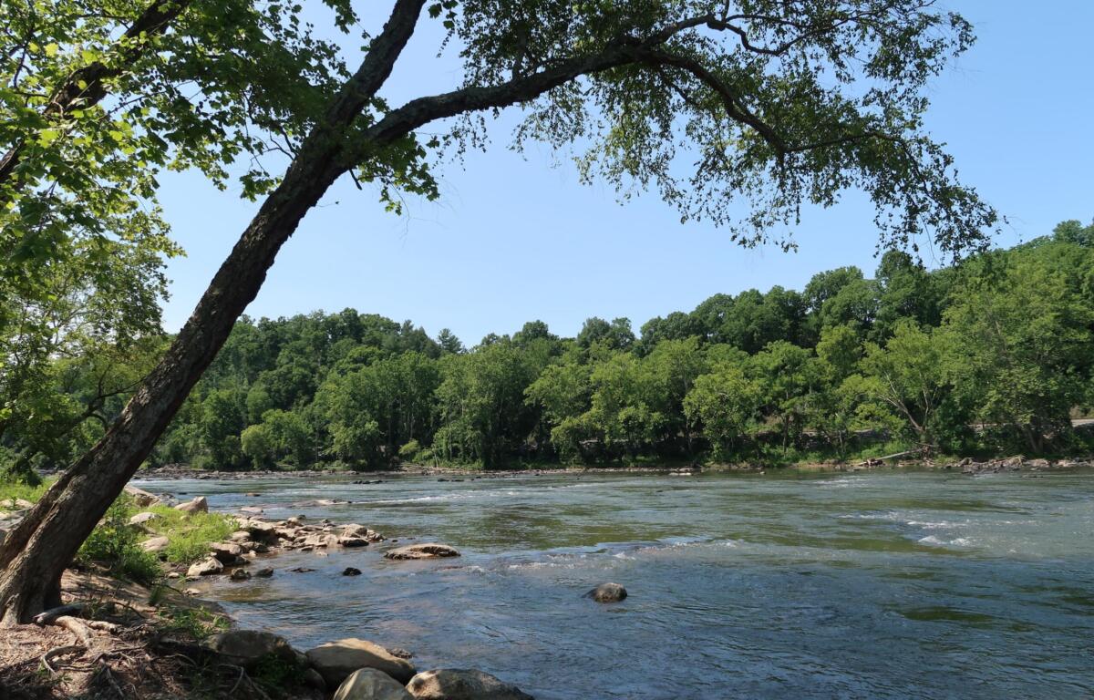 Tree-covered riverbank with a leaning trunk over a rocky shore and calm water under a clear blue sky