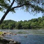 Tree-covered riverbank with a leaning trunk over a rocky shore and calm water under a clear blue sky