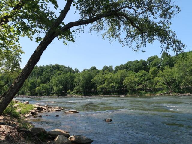 Tree-covered riverbank with a leaning trunk over a rocky shore and calm water under a clear blue sky