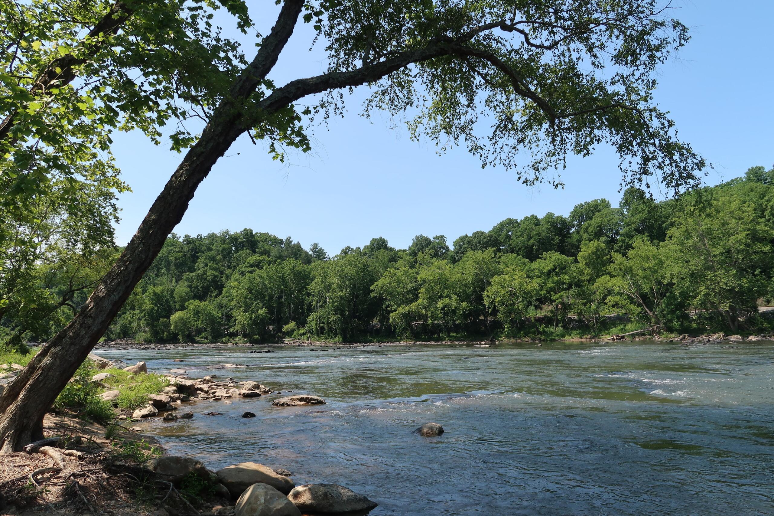 Tree-covered riverbank with a leaning trunk over a rocky shore and calm water under a clear blue sky