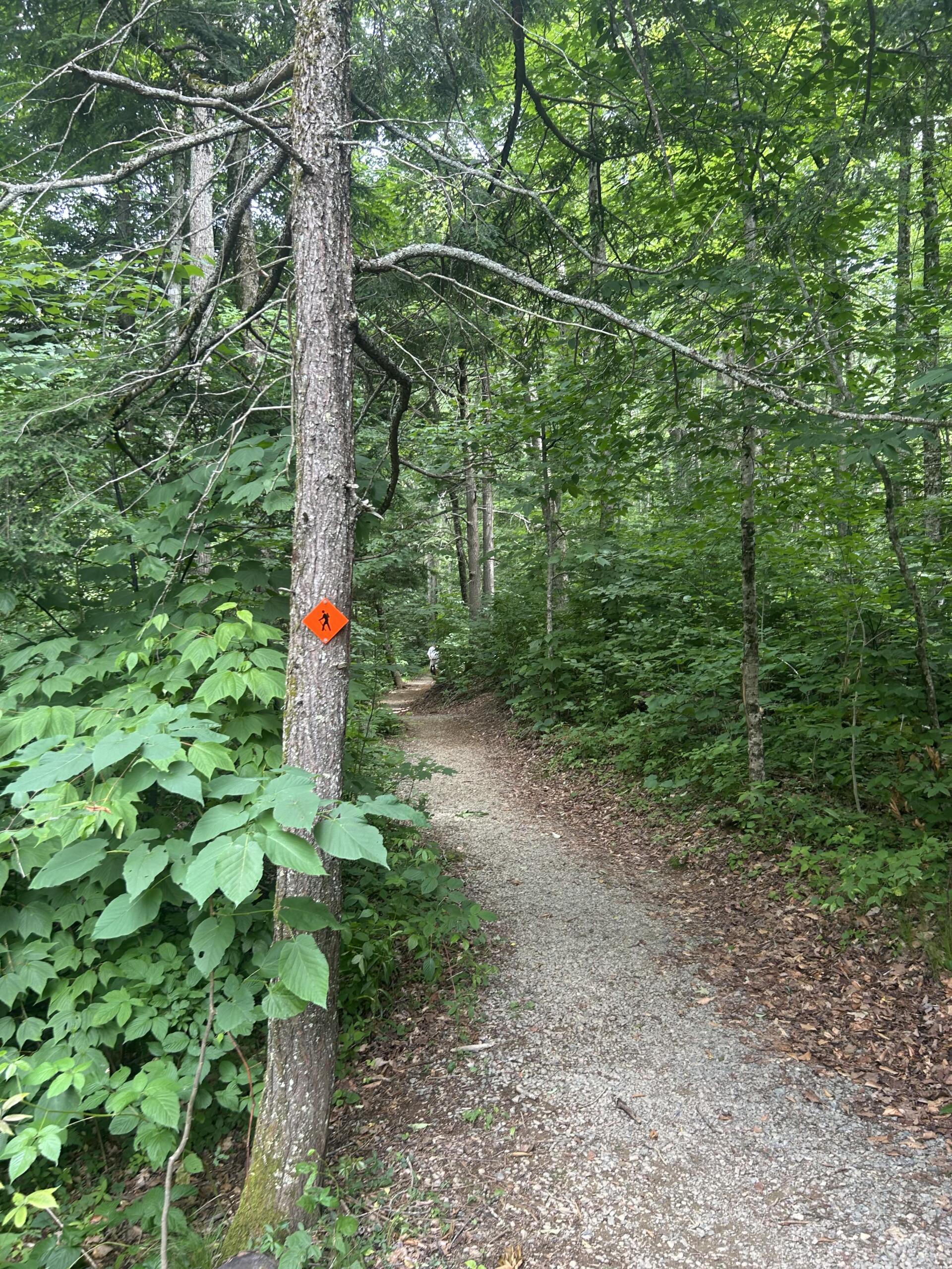Forest trail winding through dense green woods with a small orange trail sign on a tree side.