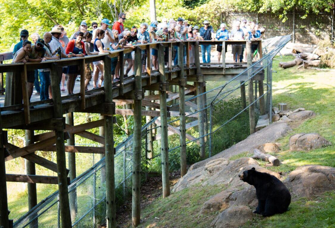 Crowd gathered on a wooden viewing platform overlooking a black bear sitting on rocks outside its enclosure in sunshine.