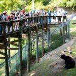 Crowd gathered on a wooden viewing platform overlooking a black bear sitting on rocks outside its enclosure in sunshine.