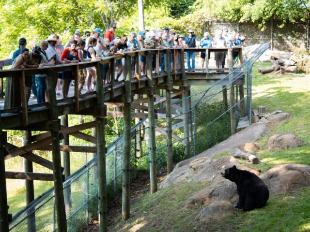 Crowd gathered on a wooden viewing platform overlooking a black bear sitting on rocks outside its enclosure in sunshine.
