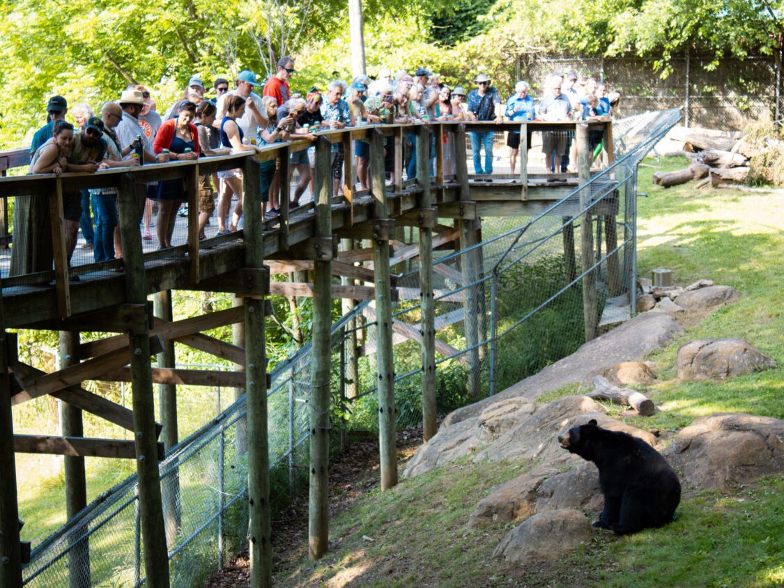 Crowd gathered on a wooden viewing platform overlooking a black bear sitting on rocks outside its enclosure in sunshine.