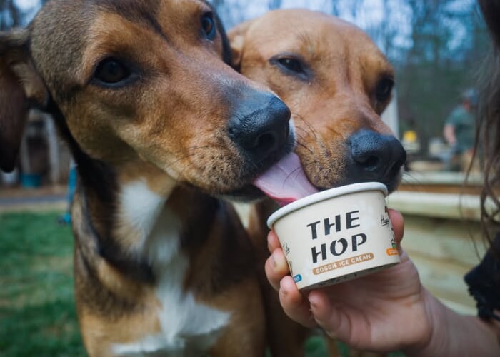 Two dogs lick a cup of dog-friendly ice cream labeled 'THE HOP' held by a person outdoors, sharing a treat.