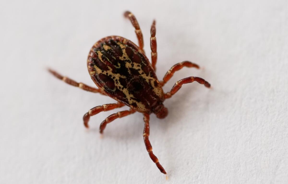An American Dog Tick is seen in Chincoteague, Va., Wednesday, April 29, 2026. (AP Photo/Carolyn Kaster)