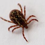 An American Dog Tick is seen in Chincoteague, Va., Wednesday, April 29, 2026. (AP Photo/Carolyn Kaster)