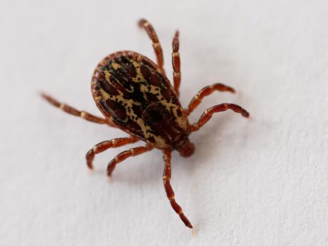 An American Dog Tick is seen in Chincoteague, Va., Wednesday, April 29, 2026. (AP Photo/Carolyn Kaster)