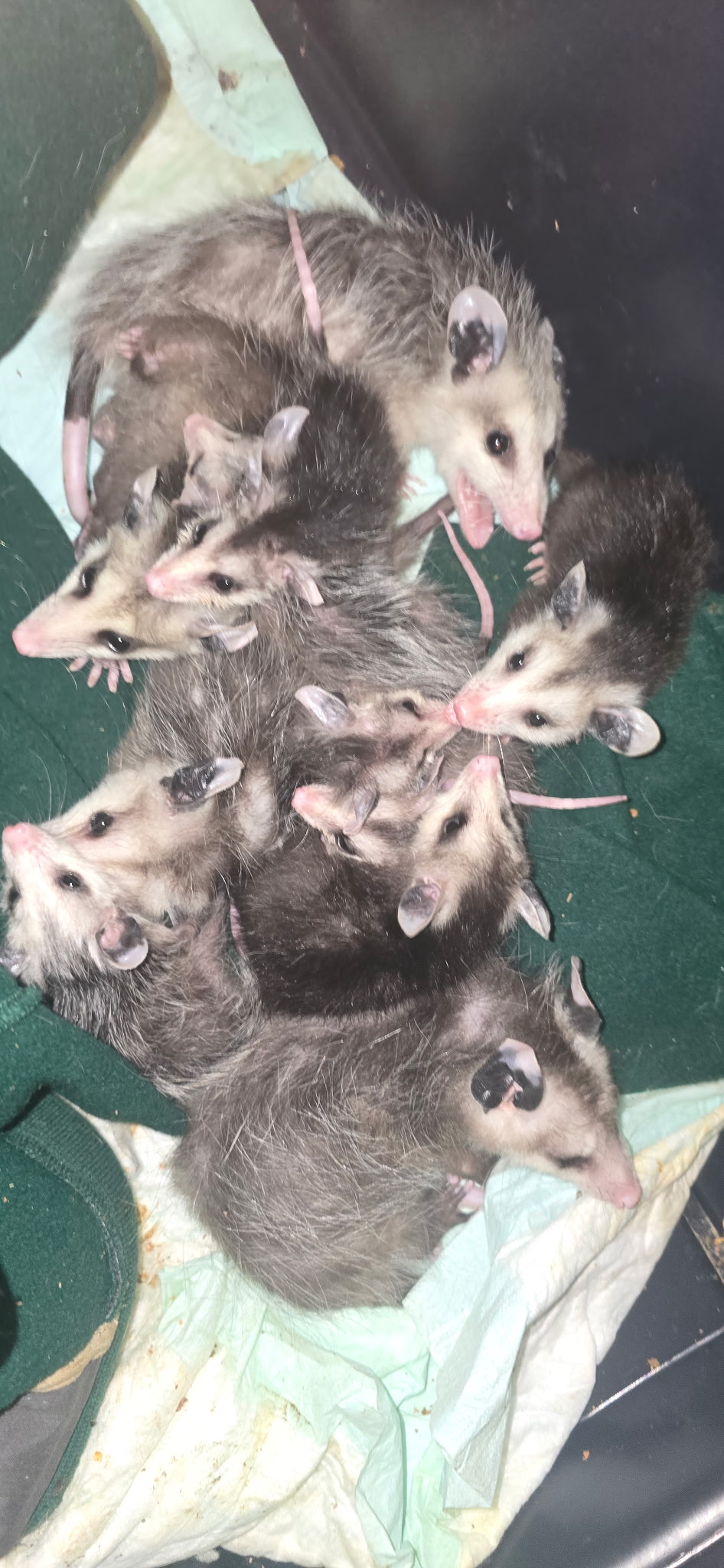 Several young opossums huddled together on a green fabric surface, with pink tails visible and their ears perked up.