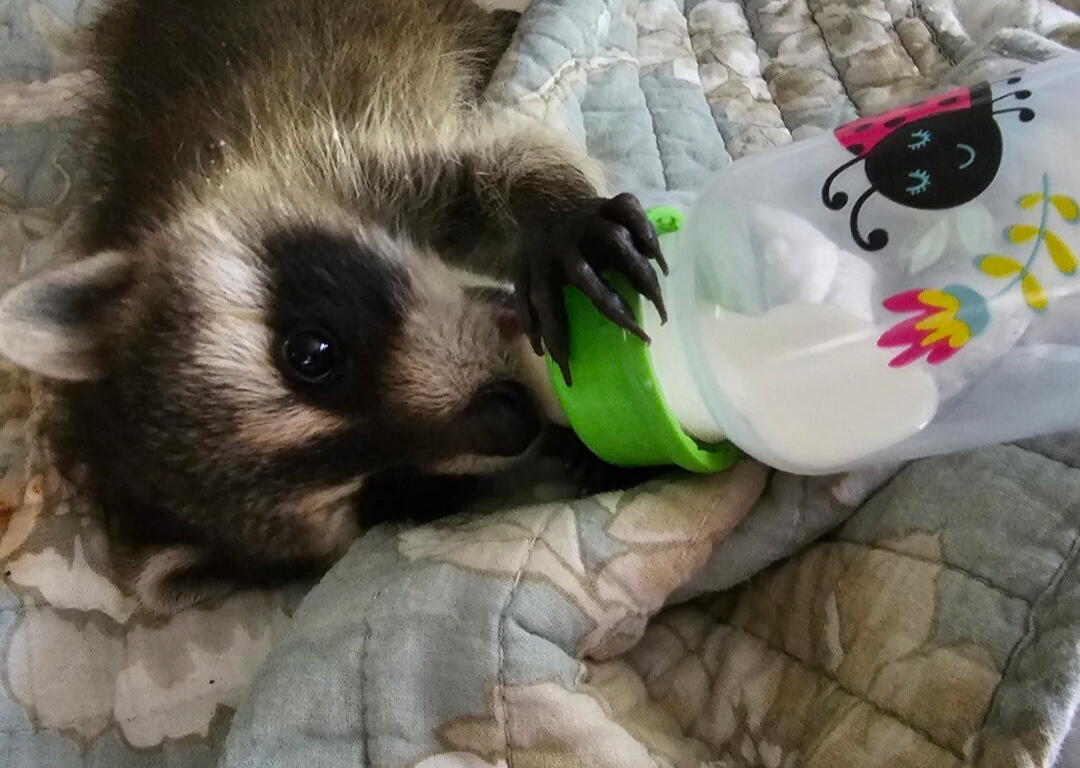 Baby raccoon drinking from a green bottle while lying on a quilted blanket.