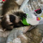 Baby raccoon drinking from a green bottle while lying on a quilted blanket.