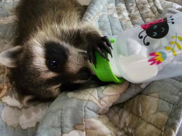 Baby raccoon drinking from a green bottle while lying on a quilted blanket.