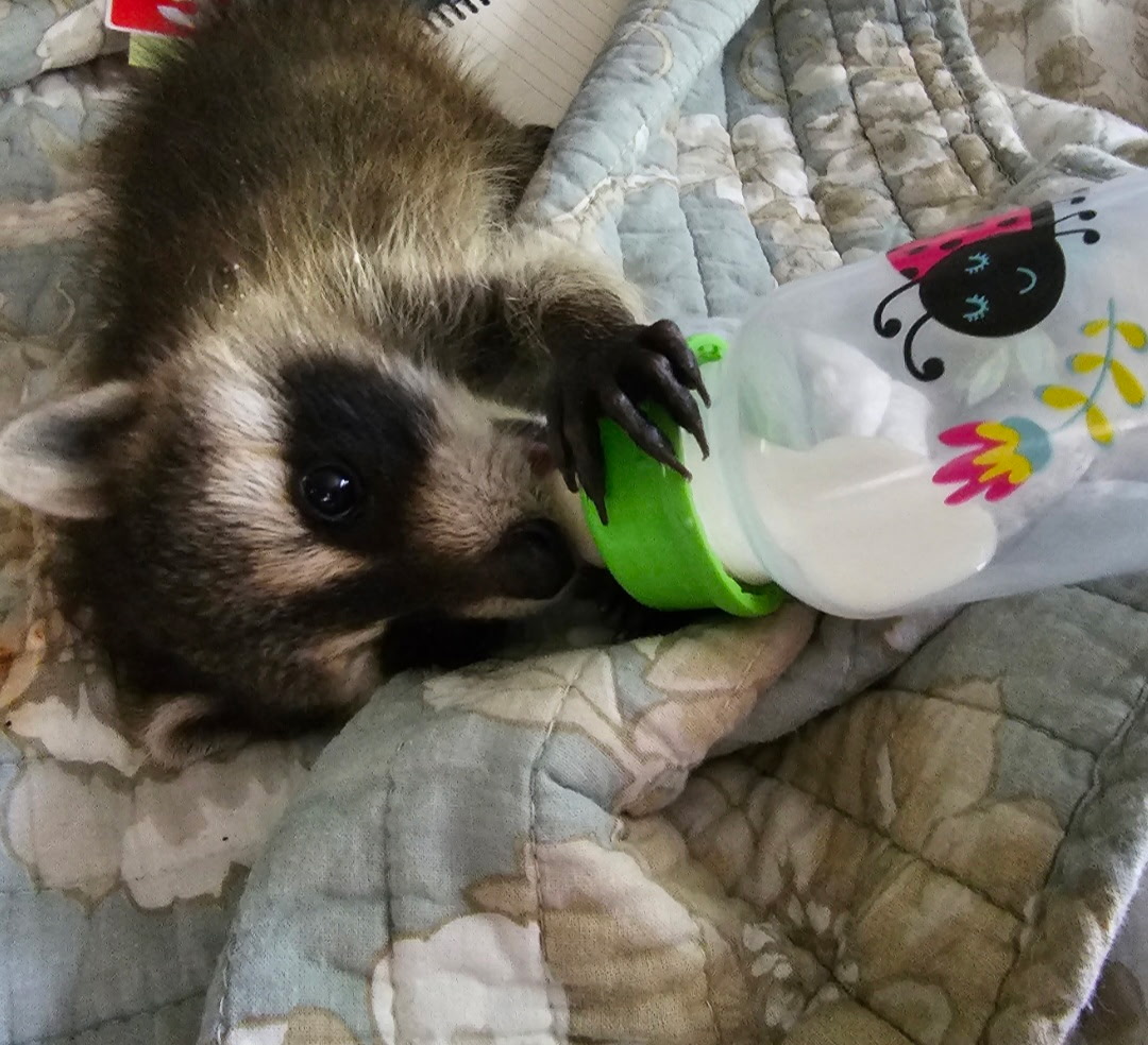 Baby raccoon drinking from a green bottle while lying on a quilted blanket.