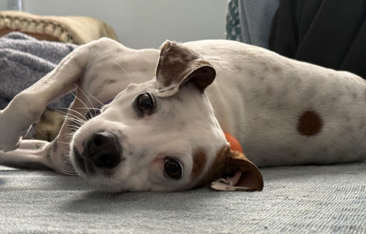 White dog with brown spots lying on a gray couch, facing the camera.