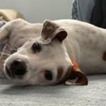 White dog with brown spots lying on a gray couch, facing the camera.