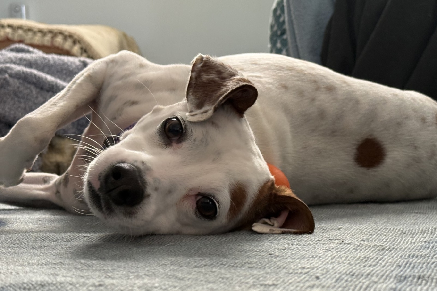 July 4 fireworks: Tips to keep your pets safe, calm and at home