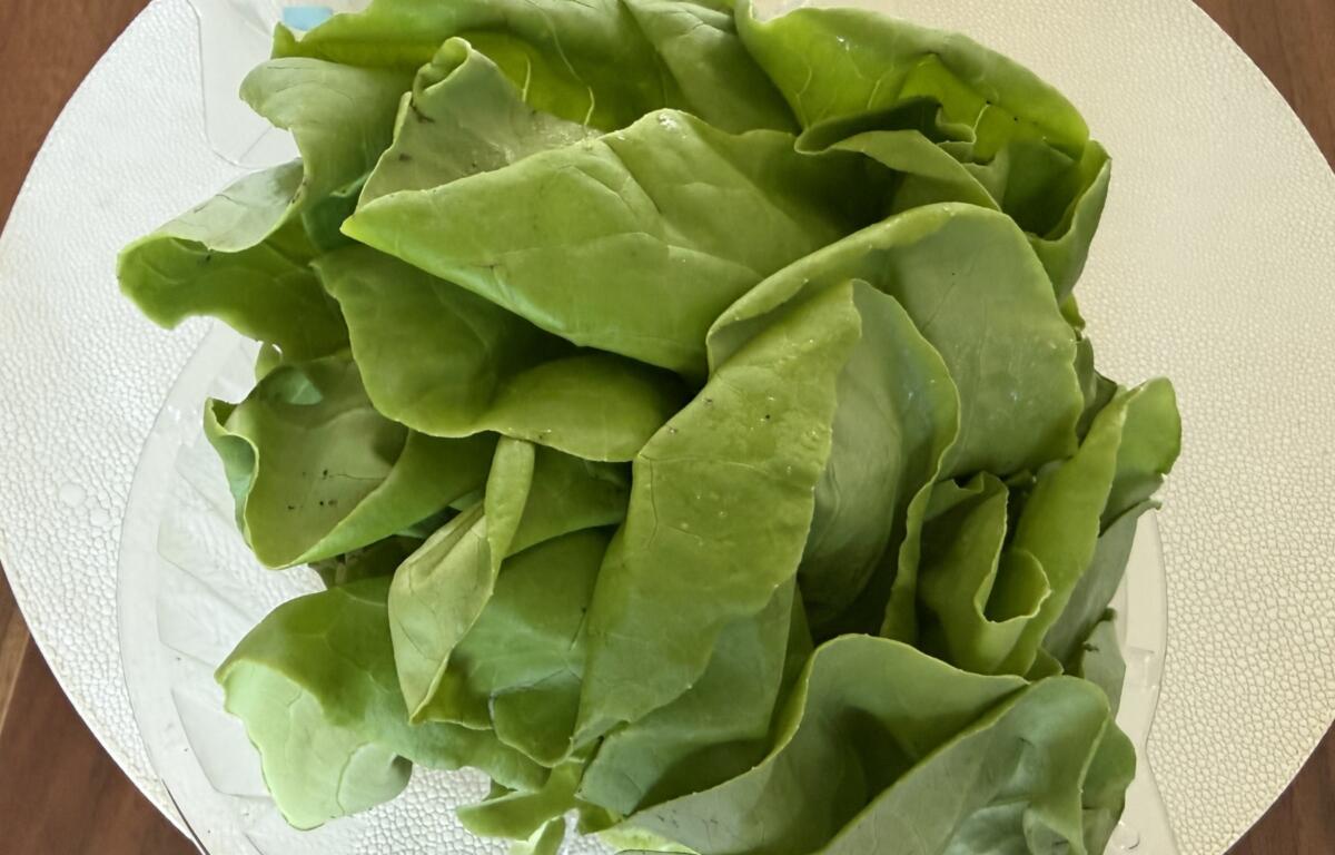 Pile of fresh green lettuce leaves arranged on a white plate, ready for salad.