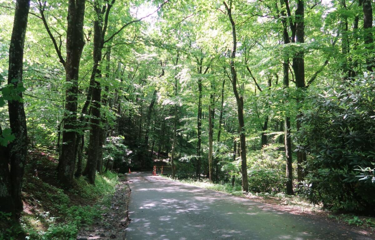 Paved path through a dense green forest with sunlight filtering through leaves and orange traffic cones in the distance.