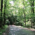 Paved path through a dense green forest with sunlight filtering through leaves and orange traffic cones in the distance.