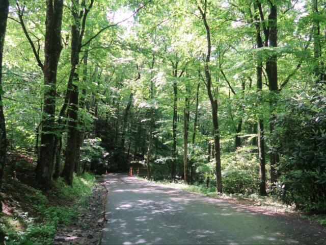 Paved path through a dense green forest with sunlight filtering through leaves and orange traffic cones in the distance.