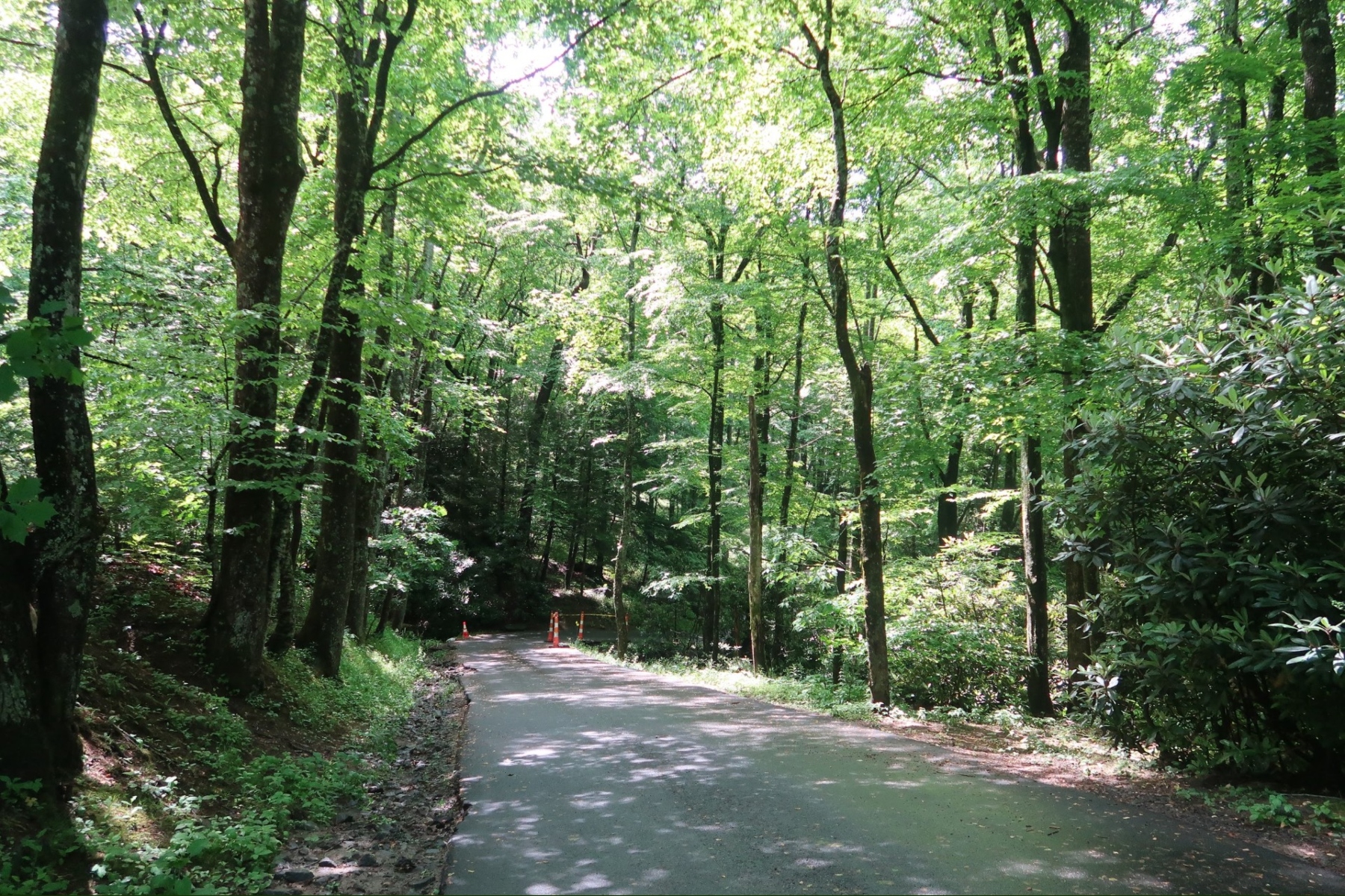 Paved path through a dense green forest with sunlight filtering through leaves and orange traffic cones in the distance.