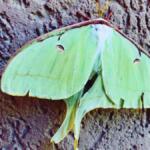Green luna moth resting with wings spread on a rough brown wall surface, showing its lime-green color and central pattern.