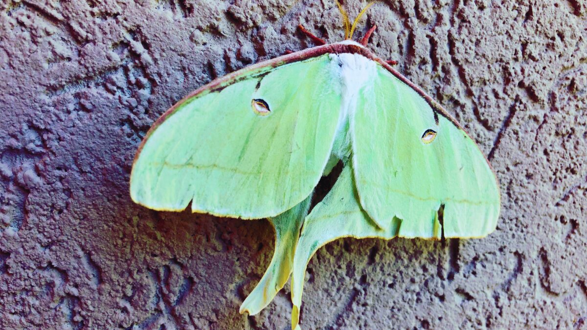 Green luna moth resting with wings spread on a rough brown wall surface, showing its lime-green color and central pattern.