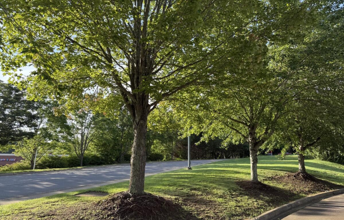 The site of the proposed Terrace at River Hills affordable housing development is shown near the River Hills Shopping Center off Swannanoa River Road in Asheville. The development would be located next to the Asheville Chuck E. Cheese at 104 River Hills Road.