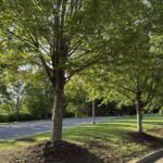 The site of the proposed Terrace at River Hills affordable housing development is shown near the River Hills Shopping Center off Swannanoa River Road in Asheville. The development would be located next to the Asheville Chuck E. Cheese at 104 River Hills Road.