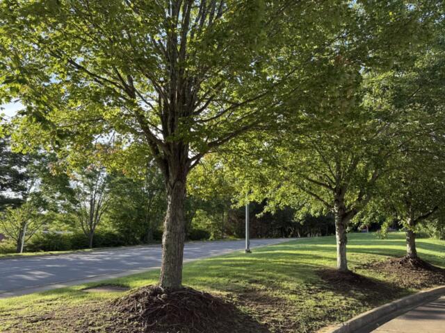 The site of the proposed Terrace at River Hills affordable housing development is shown near the River Hills Shopping Center off Swannanoa River Road in Asheville. The development would be located next to the Asheville Chuck E. Cheese at 104 River Hills Road.